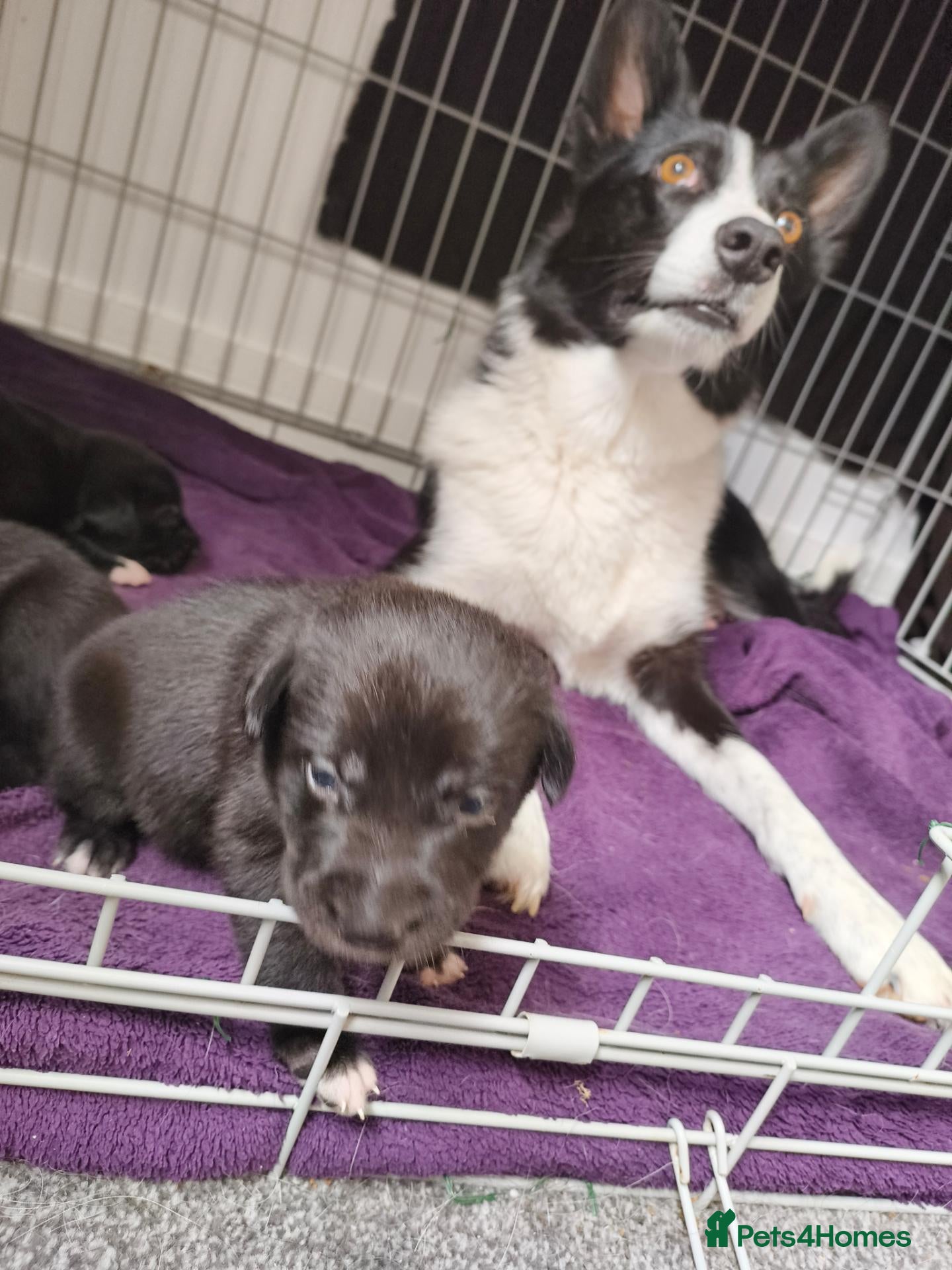 Mixed Breed dogs Gorgeous border collie cross goldador puppies  - Advert 18
