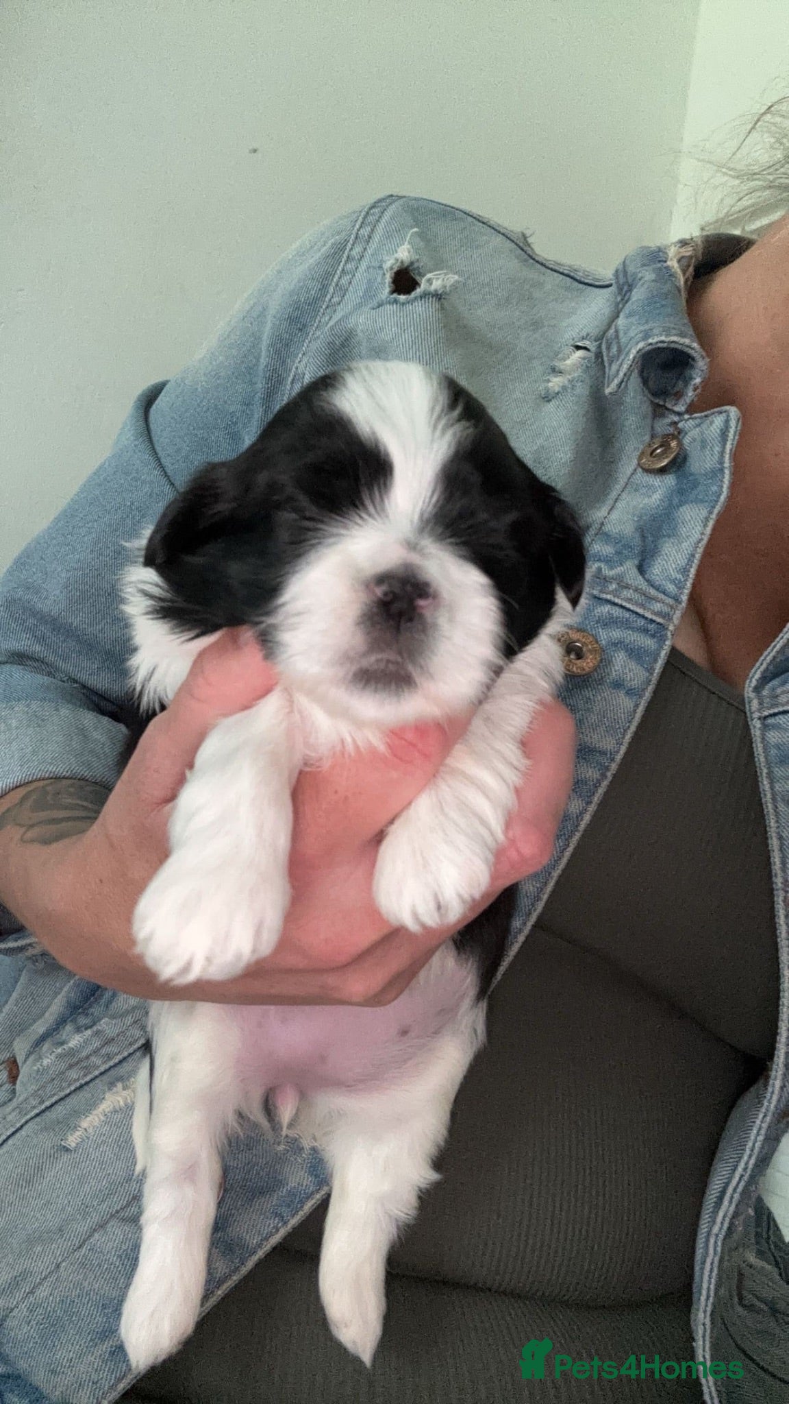 Shih Tzu dogs Female Shih Tzu pup - Advert 1