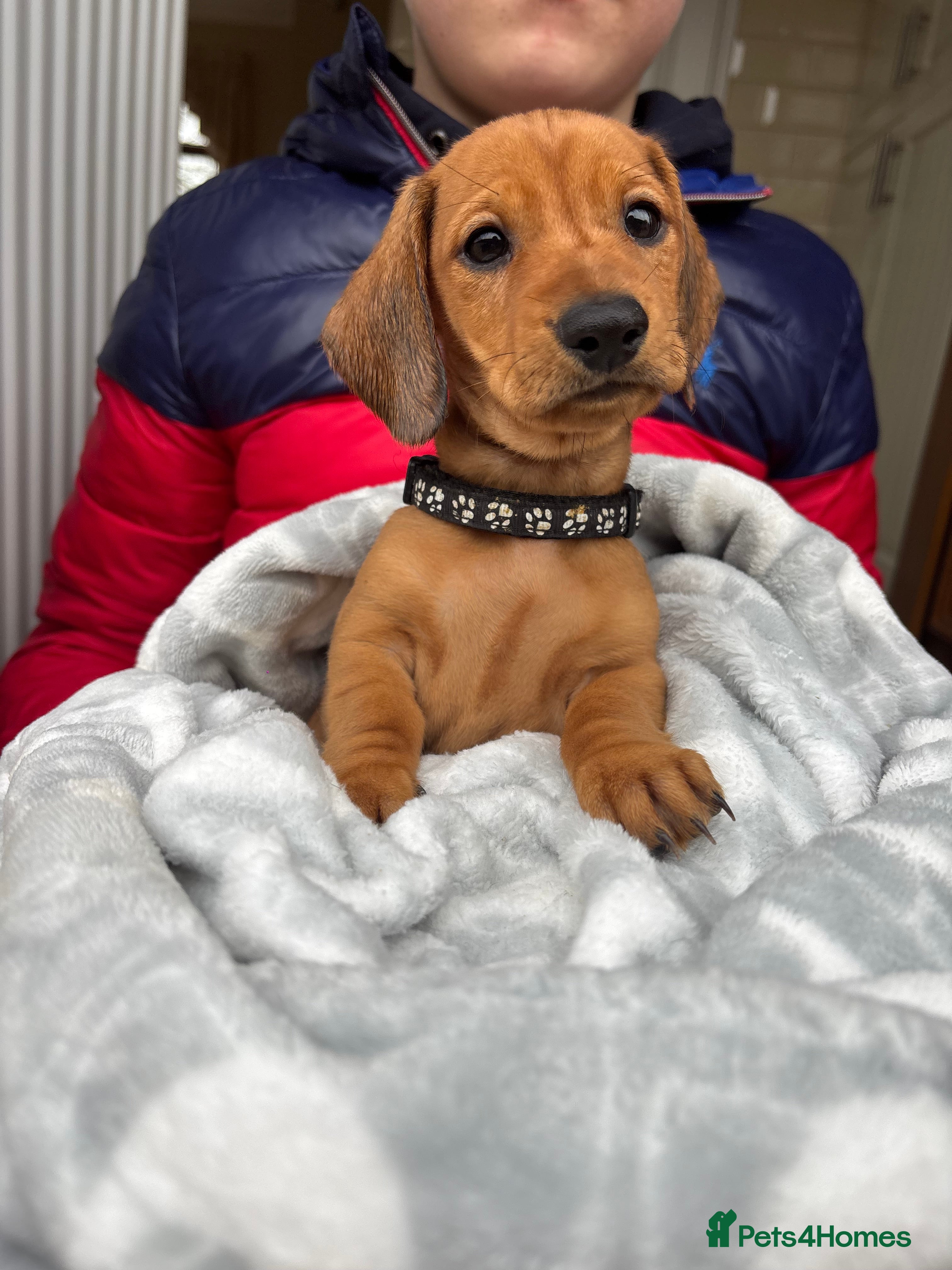 Dachshund dogs 7 gorgeous minature dachshund puppy’s🐶 - Advert 10