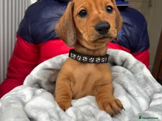 Dachshund dogs 7 gorgeous minature dachshund puppy’s🐶 - Advert 10