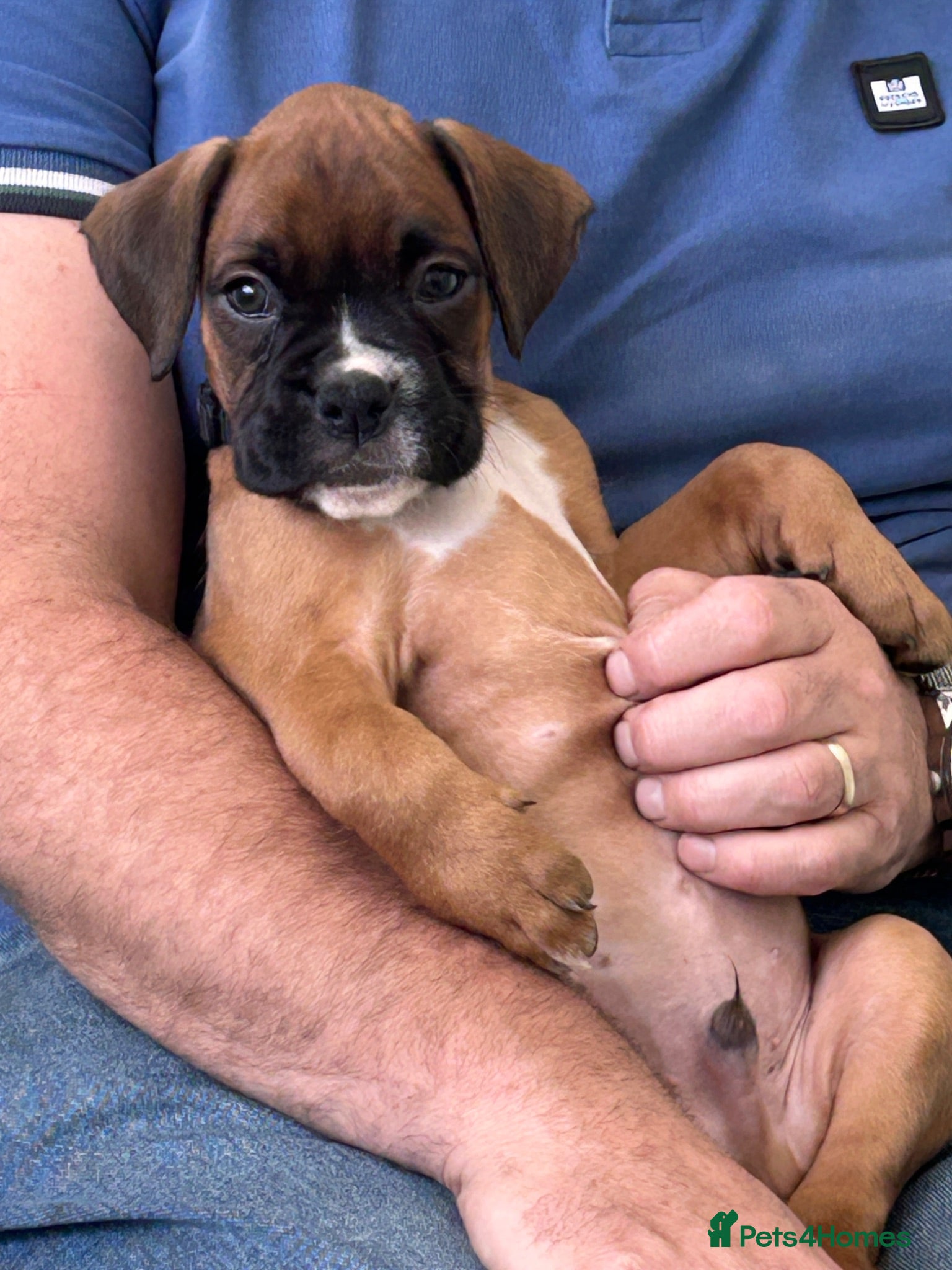 Boxer dogs Stunning boxer puppies-ready Tuesday  - Advert 2