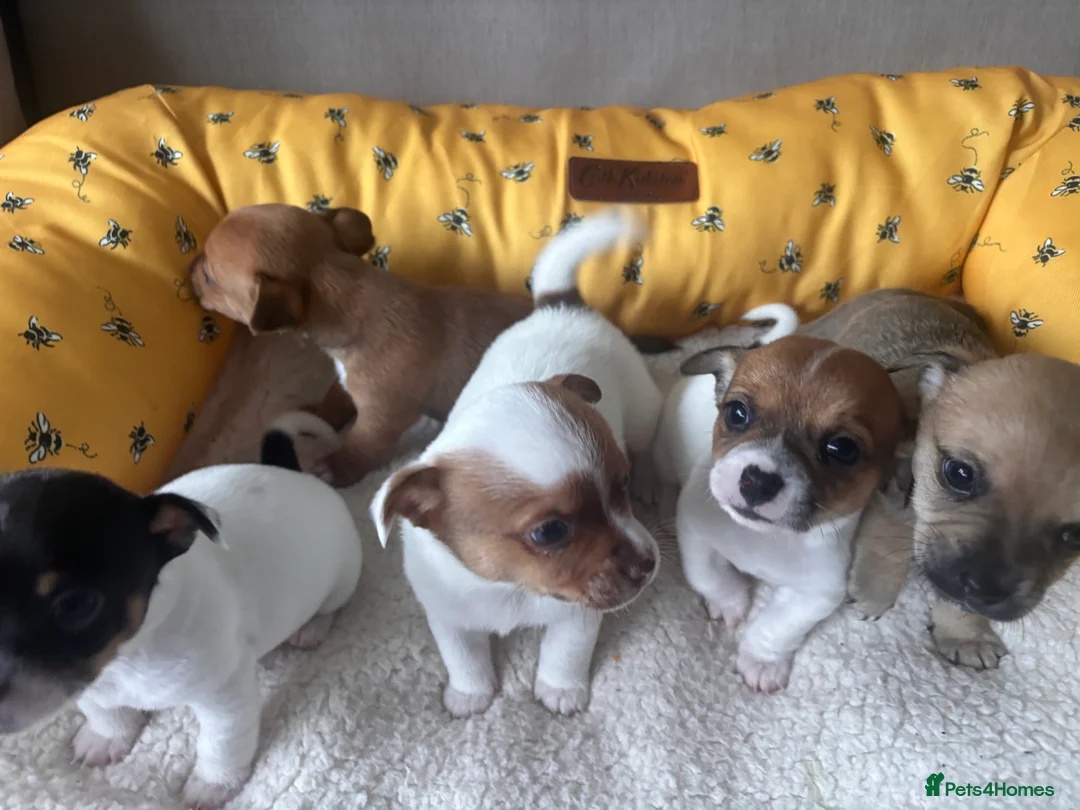 Mixed Breed dogs for sale: 5 beautiful Jackchi boys  - Advert 24