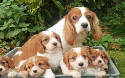 Cavalier King Charles Spaniel dogs for sale: Gorgeous litter of Cavalier King Charles Spaniels - Image 3