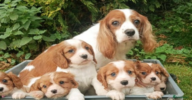 Cavalier King Charles Spaniel dogs - Advert 6
