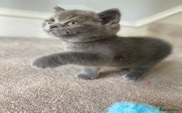 British Shorthair cats for sale: Last Chunky Boy ready to go✨ - Image 7