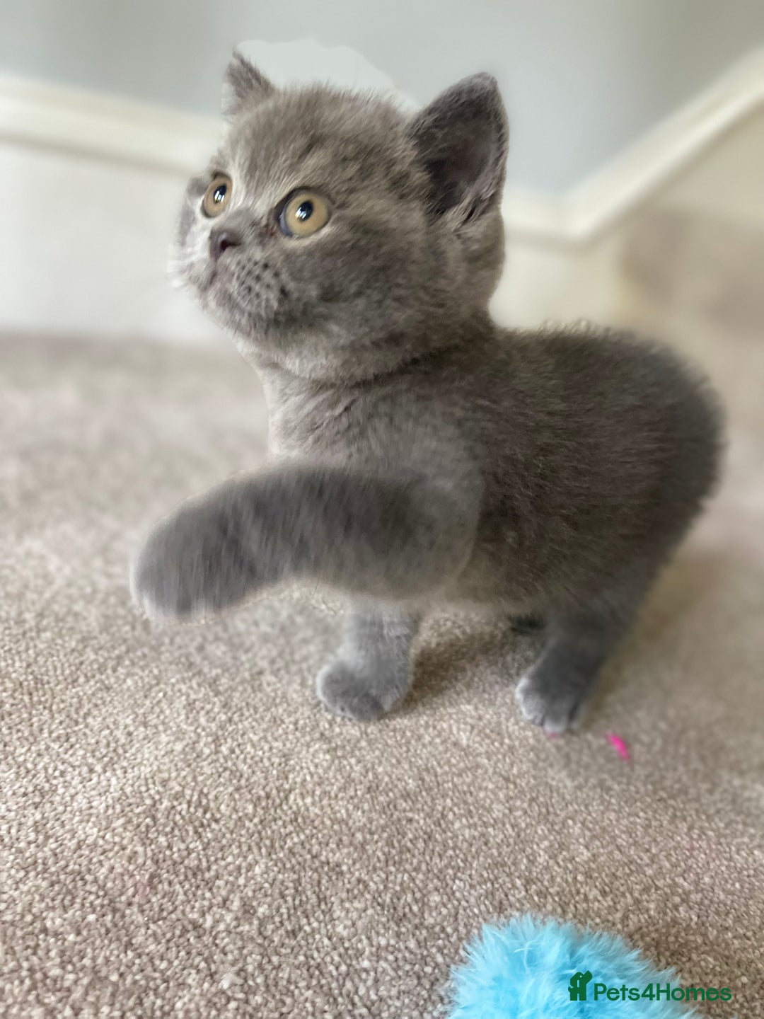 British Shorthair cats for sale: Last Chunky Boy ready to go✨ - Image 7