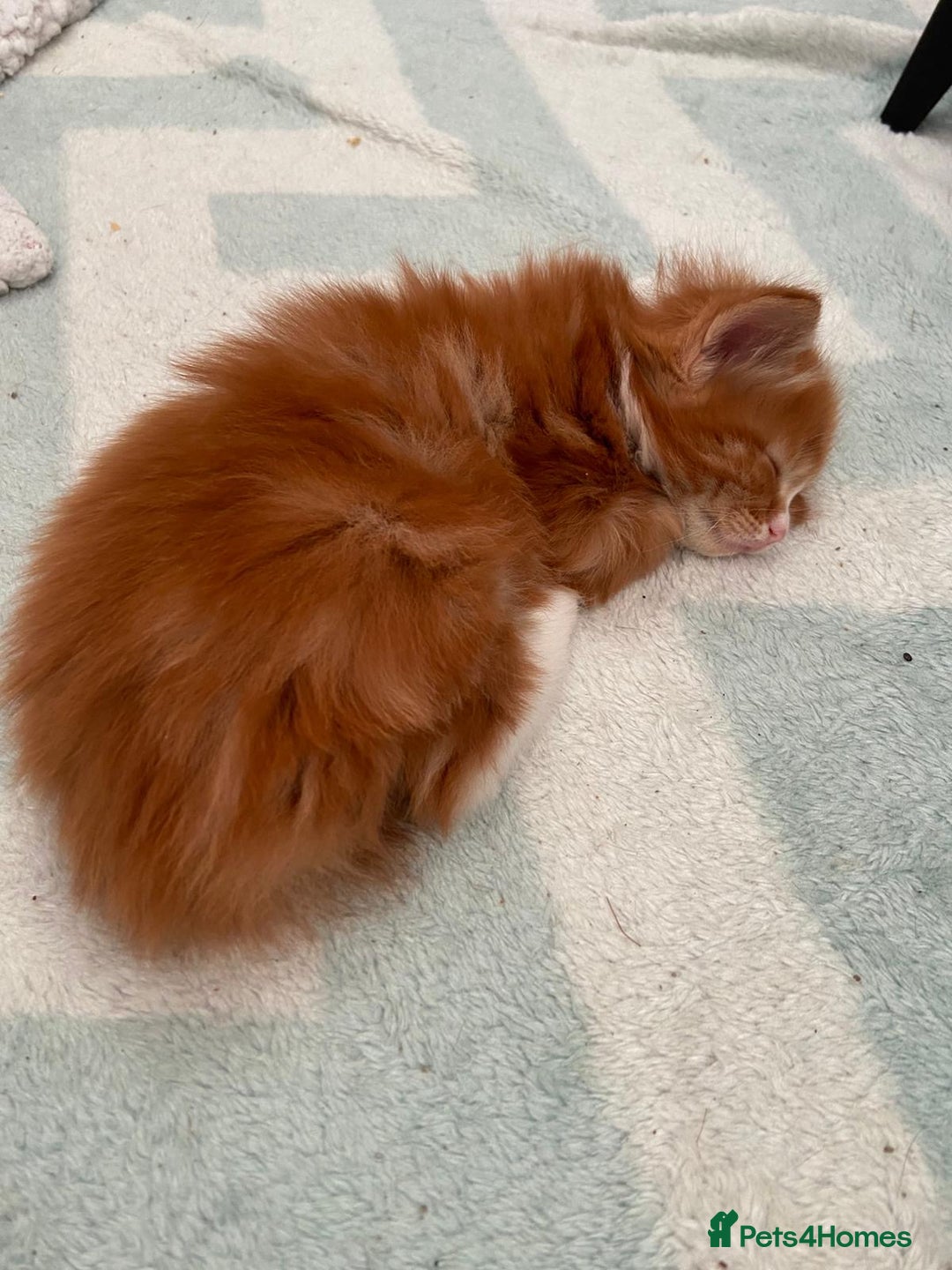 Mixed Breed cats for sale: 5 Beautiful Half-Ragdoll kittens ❤️ - Advert 20