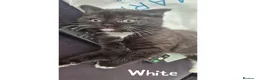 Scottish Fold cats for sale: 5 Beautiful Scottish Folds/Straights for sale - Advert 7