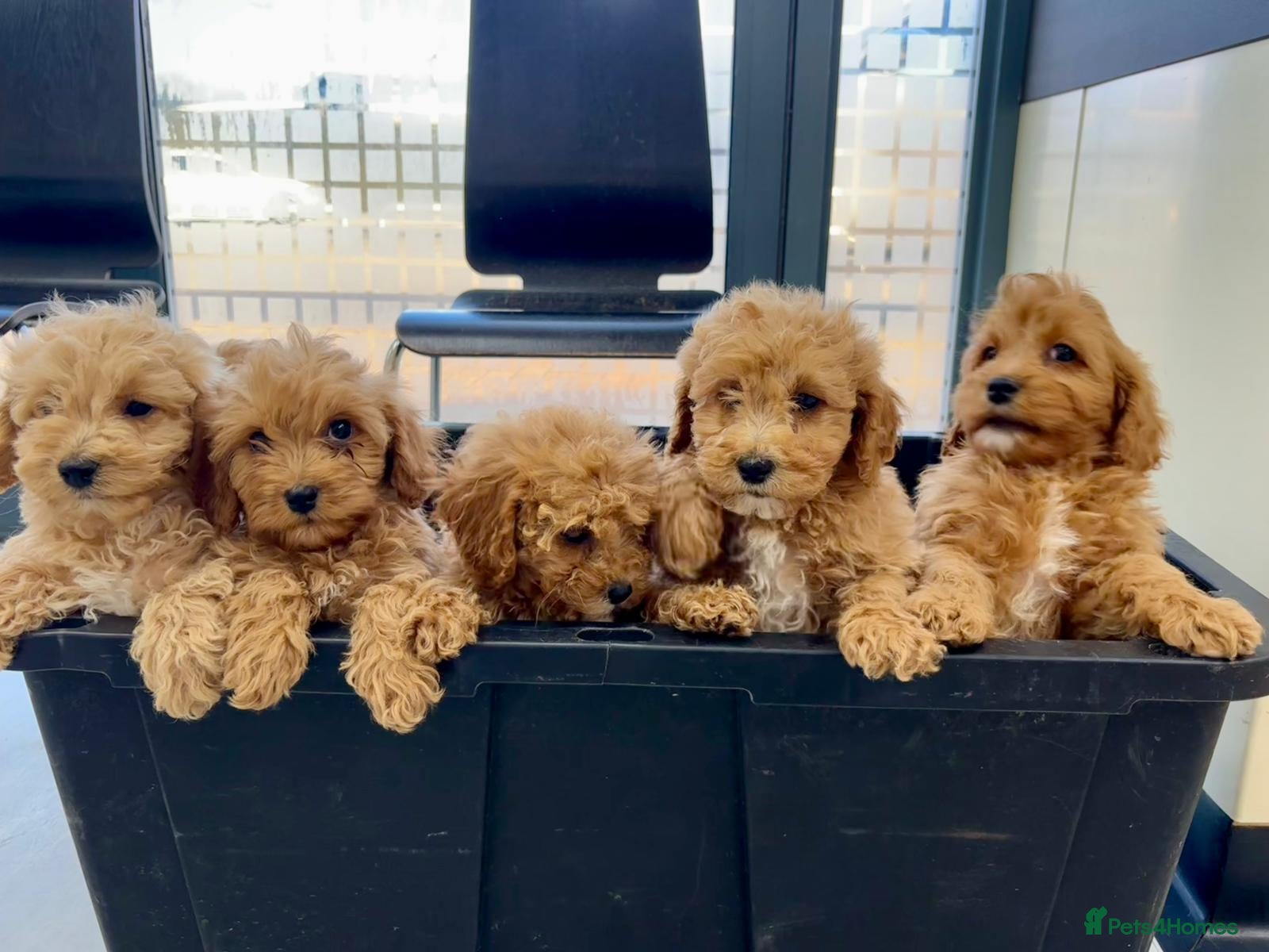 Cavapoo dogs Beautiful red Cavapoos  in Sheerness - Advert 5