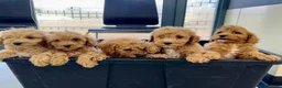 Cavapoo dogs for sale: Beautiful red Cavapoos  in Sheerness - Advert 1