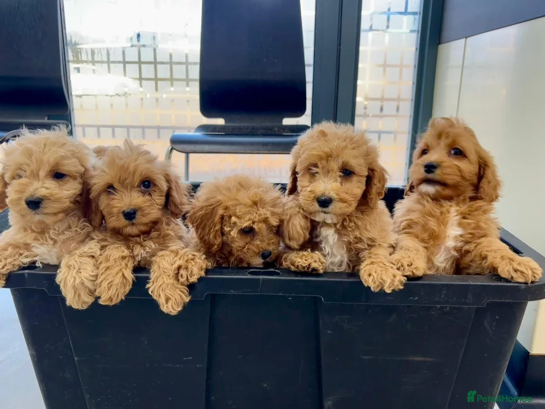 Cavapoo dogs for sale: Beautiful red Cavapoos  in Sheerness - Advert 1