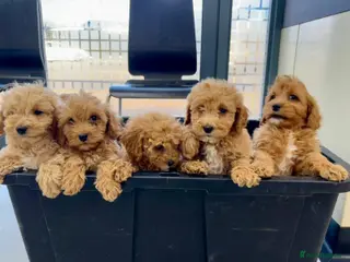 Cavapoo dogs Beautiful red Cavapoos in Sheerness - Advert 5