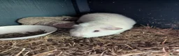 Guinea Pig rodents for sale: Friendly Baby Teddy Guinea Pigs - Advert 14