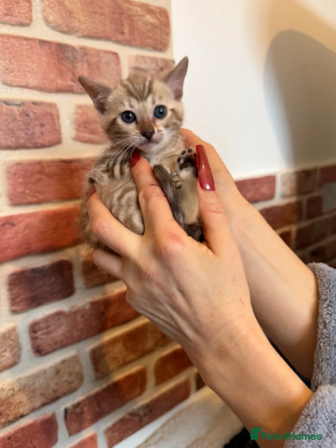 Bengal cats for sale: Pure Snow Bengal Kittens, Ready Today!  - Advert 16