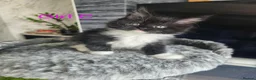 Maine Coon cats for sale: BEAUTIFUL MAIN COON KITTENS in Bolton - Advert 7