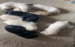 Labrador Retriever dogs for sale: Labrador Retriever Puppies  - Image 11