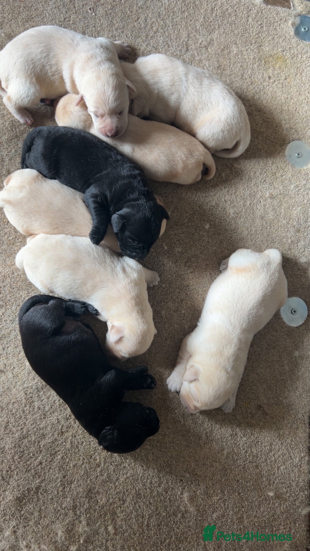 Labrador Retriever dogs for sale: Labrador Retriever Puppies  - Image 11