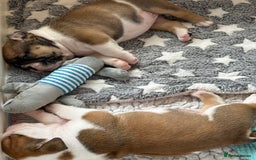 English Bulldog dogs for sale: KC Reg English Bulldog Pups - Image 11