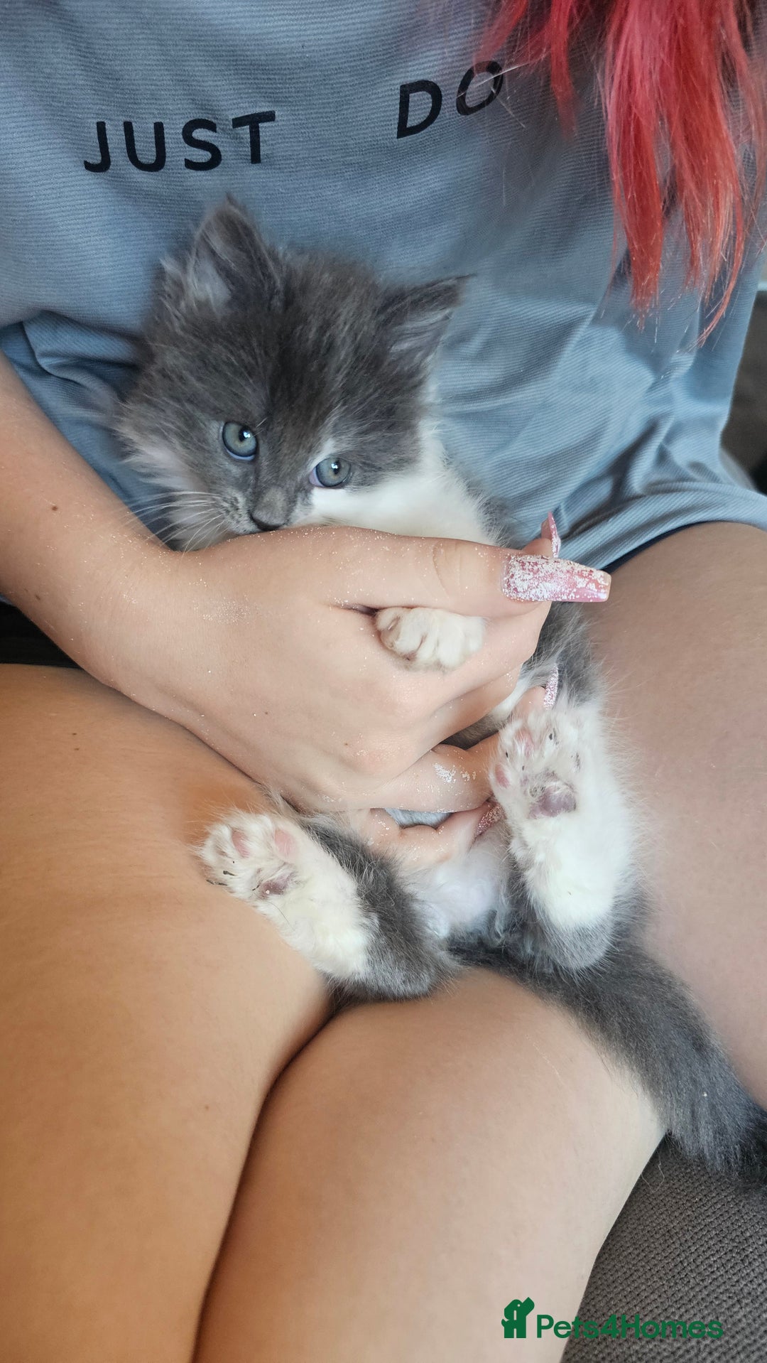 Ragdoll cats for sale: Last gorgous kitten - Image 9