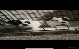 Mixed Breed dogs for sale: Staffordshire Bull Terrier x Jack Russell  - Image 1