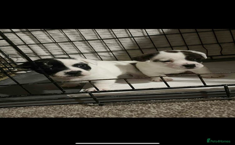 Mixed Breed dogs - Advert 6