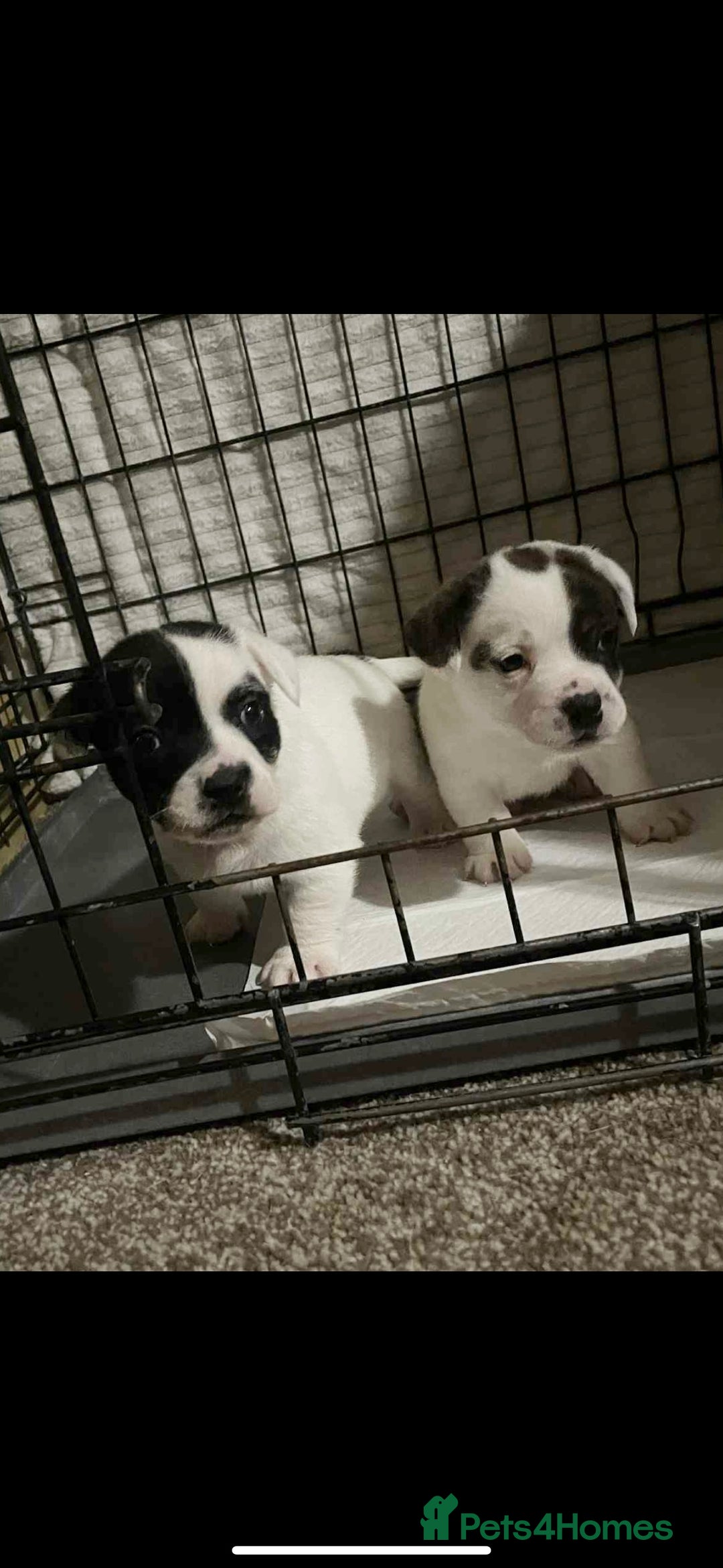 Mixed Breed dogs for sale: Staffordshire Bull Terrier x Jack Russell  - Image 1