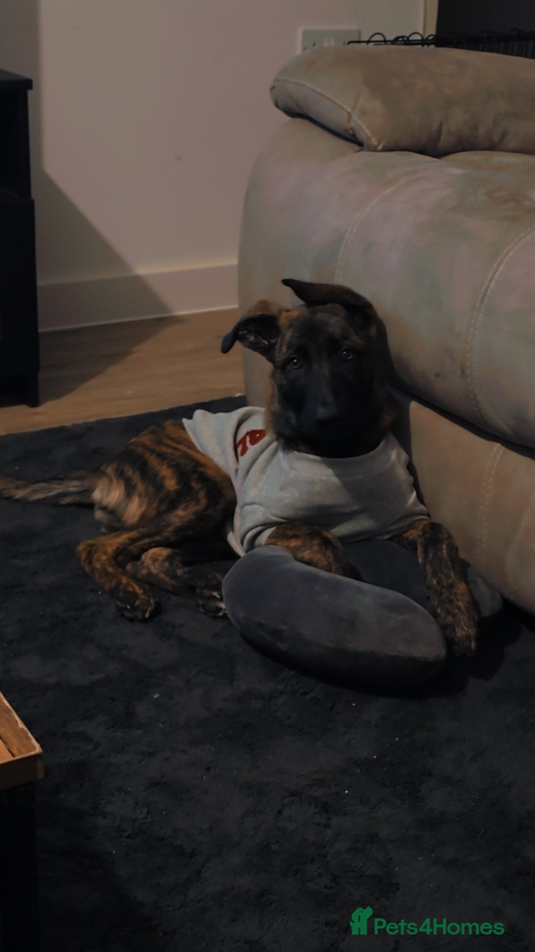 Mixed Breed dogs Kiwi German/lurcher - Advert 9