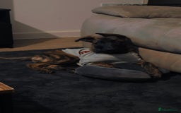 Mixed Breed dogs for sale: Kiwi German/lurcher - Advert 1