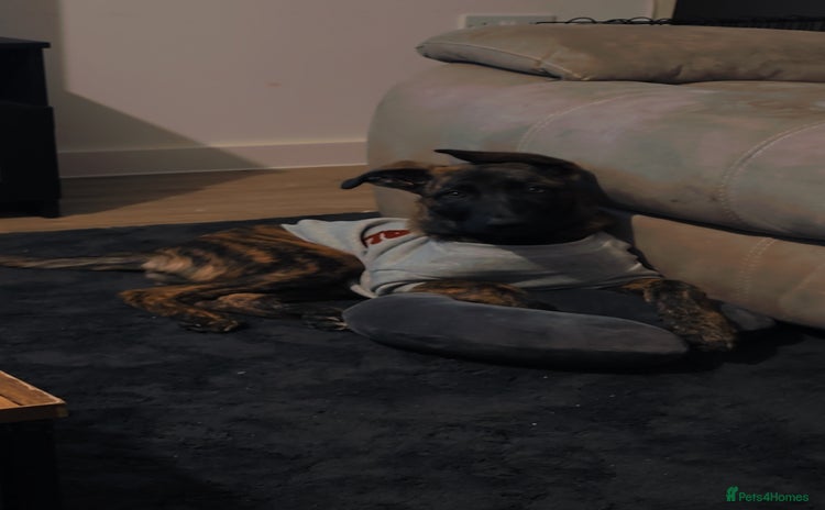 Mixed Breed dogs Kiwi German/lurcher - Advert 1