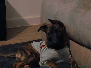 Mixed Breed dogs for sale: Kiwi German/lurcher - Advert 1