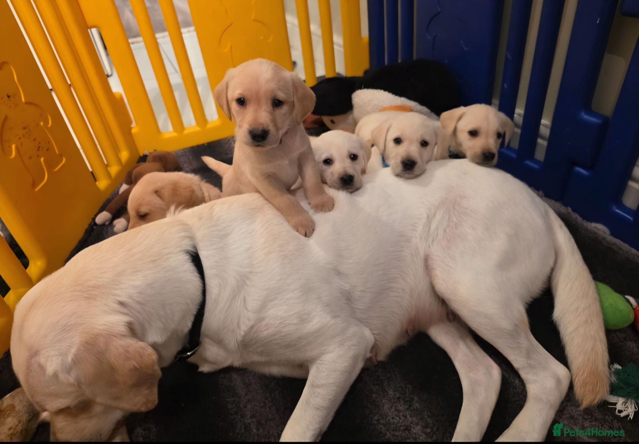 Labrador Retriever dogs Maggies beautiful babies confirmed - Advert 2