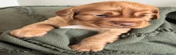 Cocker Spaniel dogs for sale: Working cocker Spaniel Puppies - Advert 7