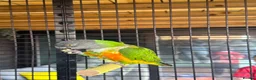 Parrots birds for sale: Pair of Senegal Parrots in Birkenhead - Advert 5