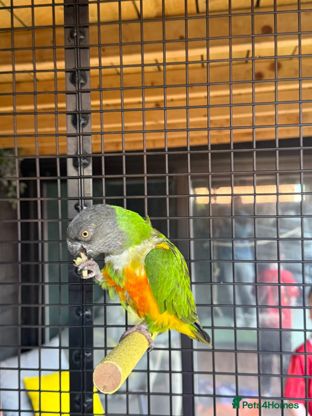 Parrots birds for sale: Pair of Senegal Parrots in Birkenhead - Advert 5