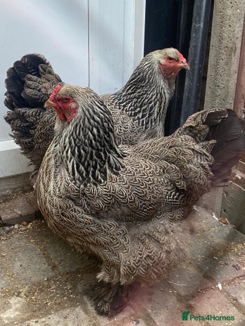 Chickens poultry for sale - Advert 2