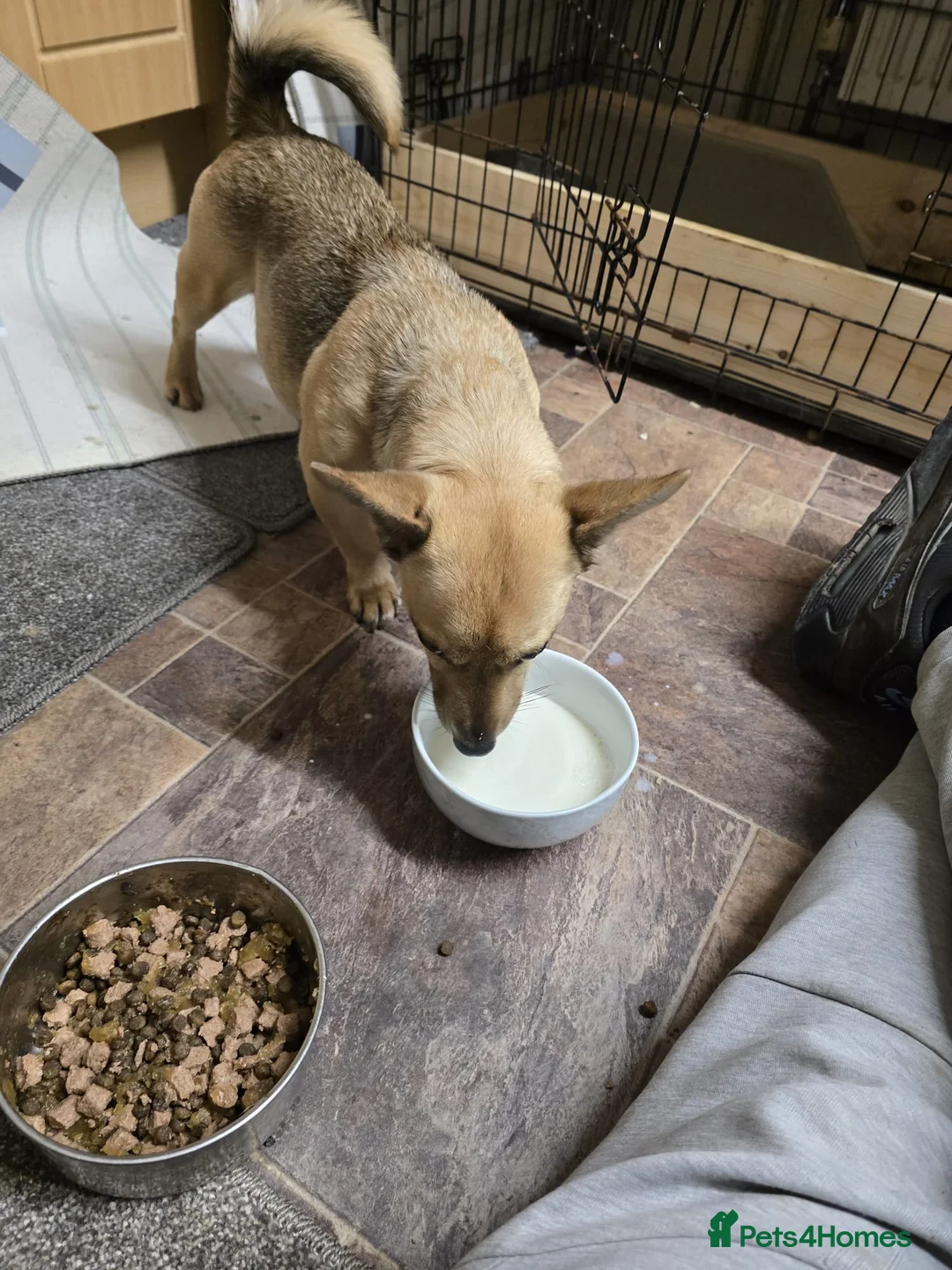 Jack Russell dogs for sale: Jack russle puppies  - Advert 1
