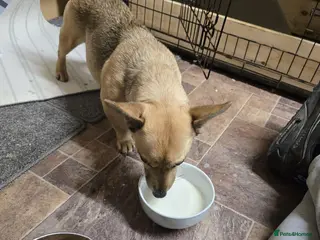 Jack Russell dogs Jack russle puppies - Advert 7