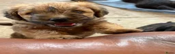 Mixed Breed dogs for sale: F1 Cairndoodle Puppies  - Advert 11