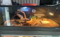 Tortoise reptiles for sale: 2 x horsfield female tortoises 1 x Herman  - Image 5