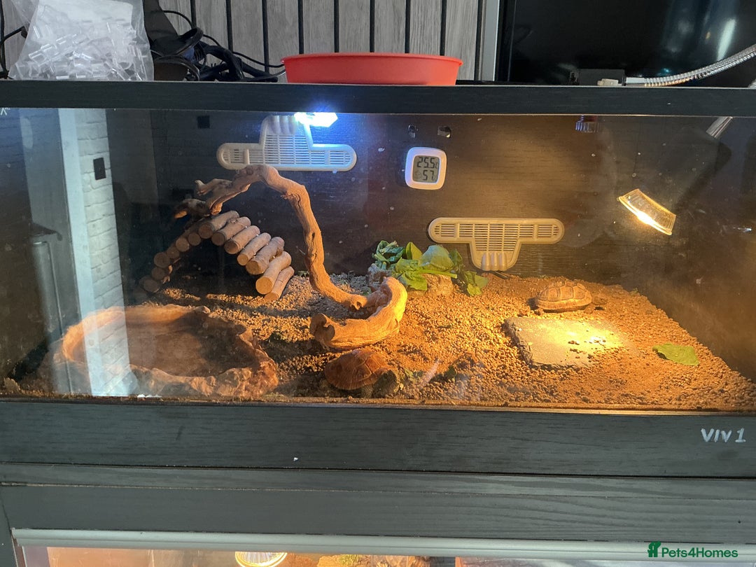 Tortoise reptiles for sale: 2 x horsfield female tortoises 1 x Herman  - Image 5