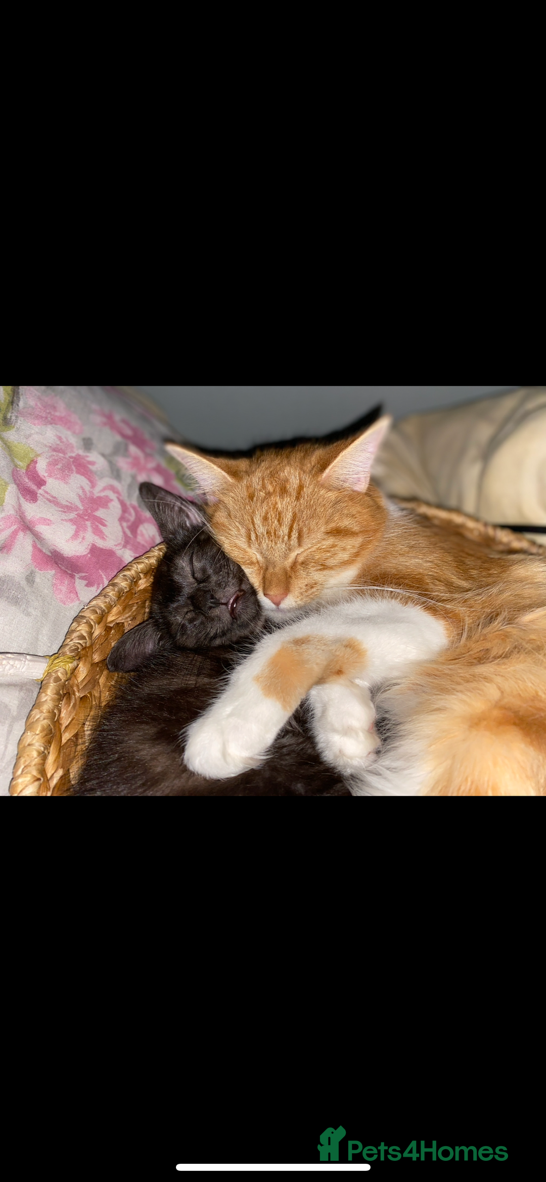 Mixed Breed cats for sale: Pumpkin - Advert 9