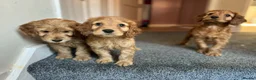 Cockapoo dogs for sale: 3 gorgeous f1b cockapoos  - Advert 6