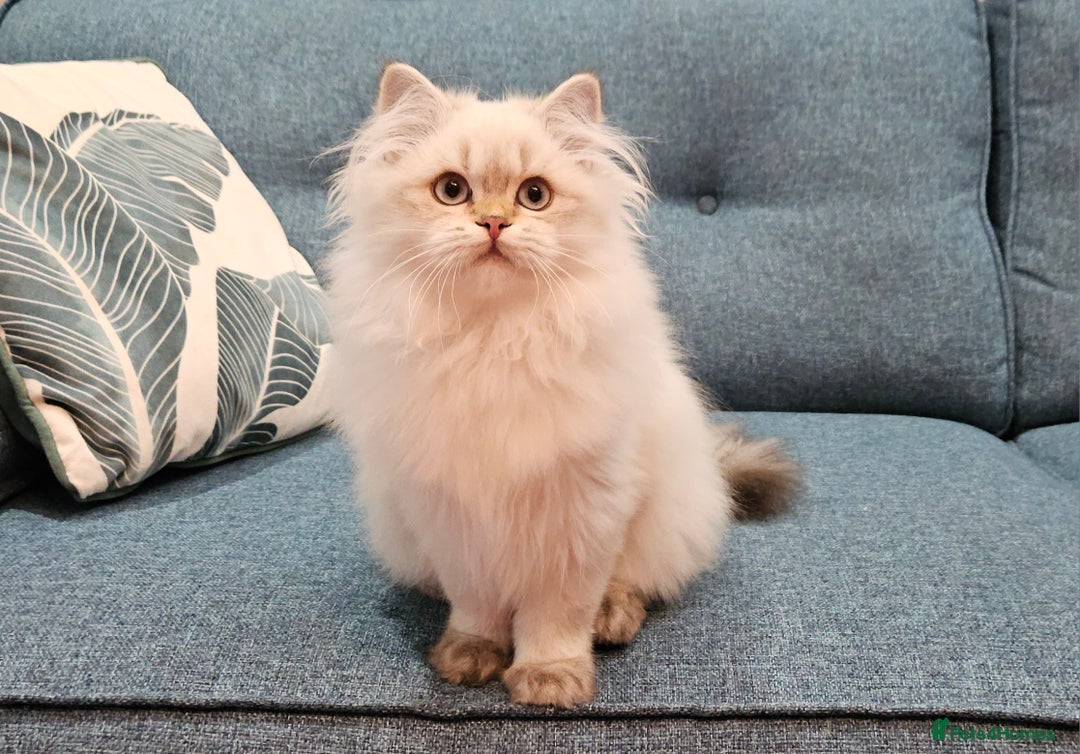 British Longhair cats for sale: Excellent Scottish straight Highland Kittens - Image 9