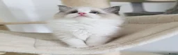 Ragdoll cats for sale: 3 European babies. Champion lines. Tica registered - Advert 9