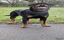 Rottweiler dogs for stud: Champion Bloodline Rottweiler Stud - Image 4
