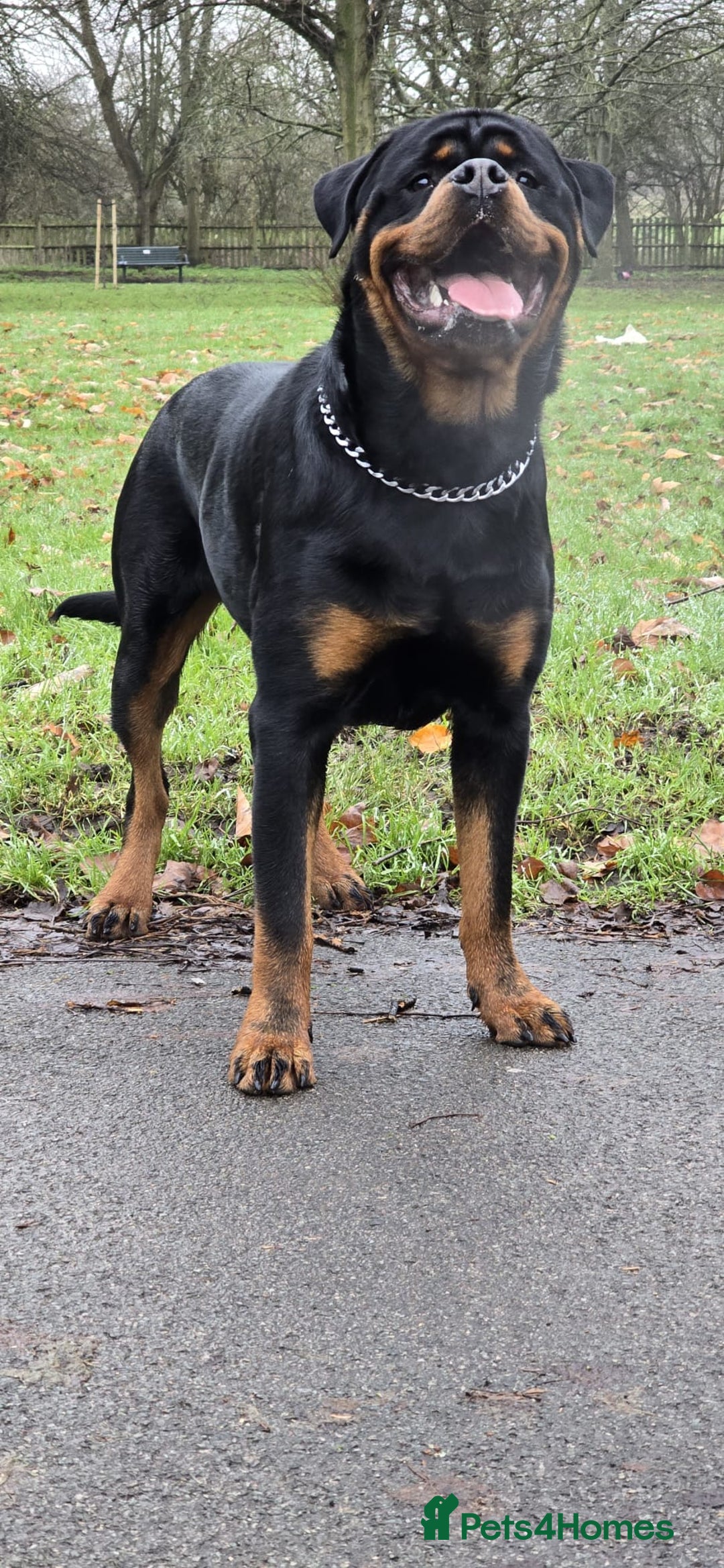 Rottweiler dogs for stud: Champion Bloodline Rottweiler Stud - Image 4