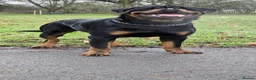 Rottweiler dogs for stud: Champion Bloodline Rottweiler Stud - Advert 1