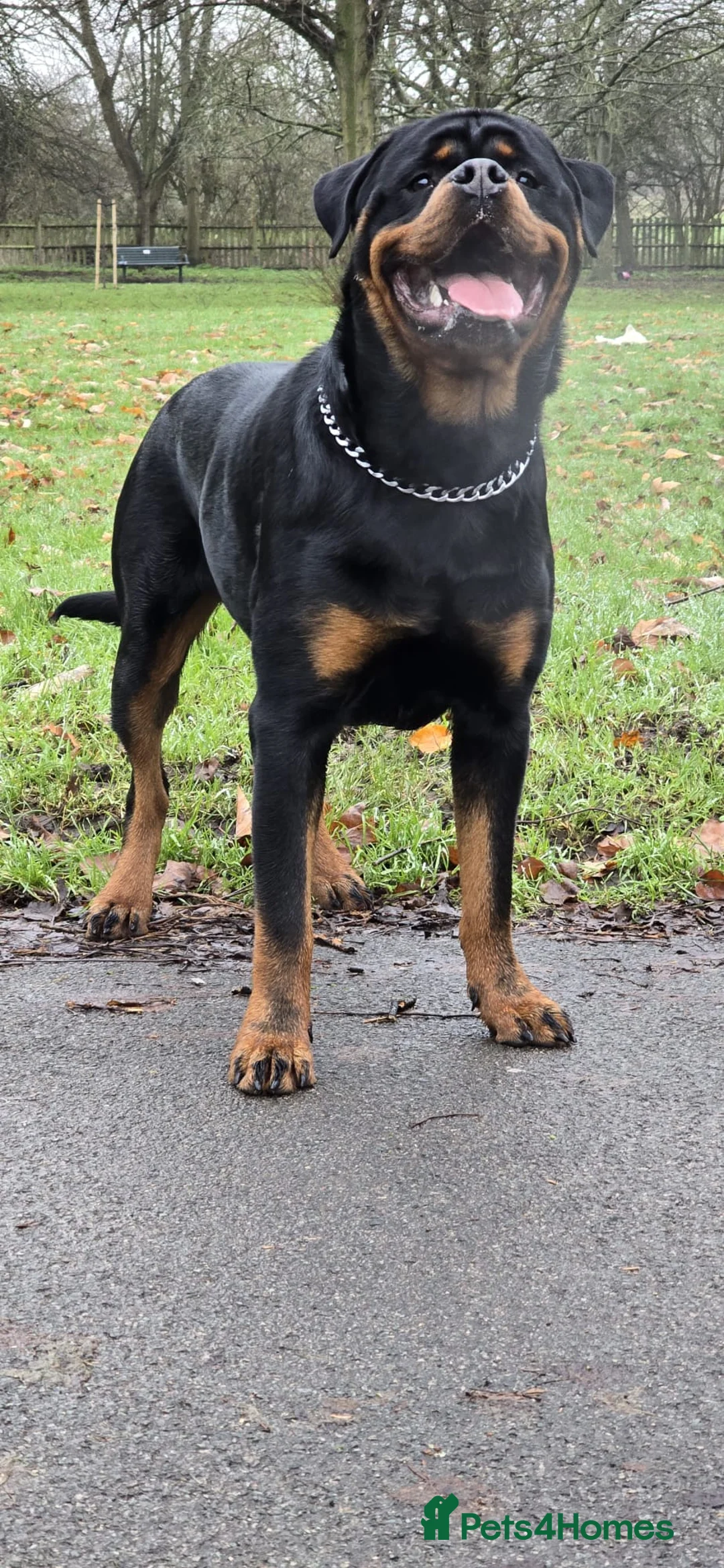 Rottweiler dogs for stud: Champion Bloodline Rottweiler Stud - Advert 1