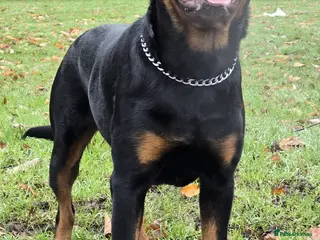 Rottweiler dogs Champion Bloodline Rottweiler Stud - Advert 14