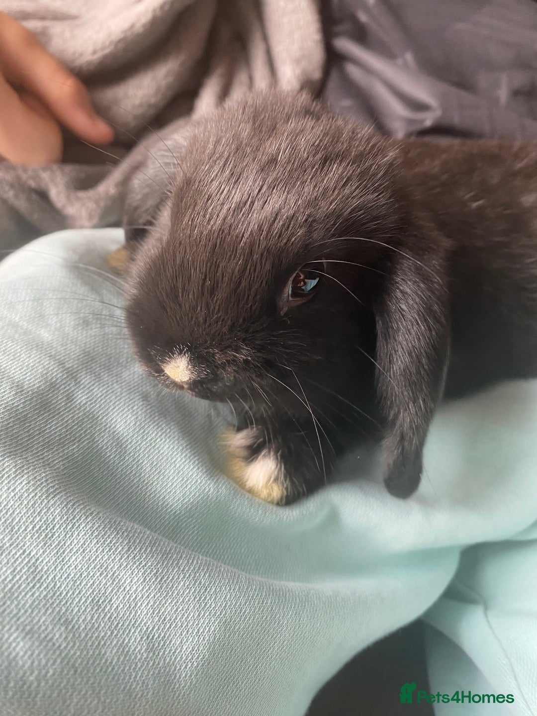 Mini Lop rabbits for sale: Two mini lops for sale - Image 10